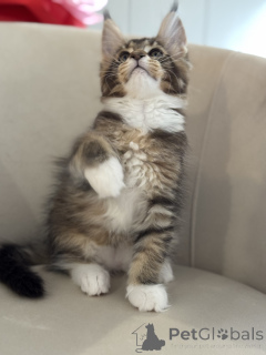 Foto №2 zu Ankündigung № 164569 zu verkaufen maine-coon-katze - einkaufen Monaco züchter