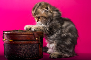 Zusätzliche Fotos: Scottish Fold Kätzchen - Marmor Mädchen