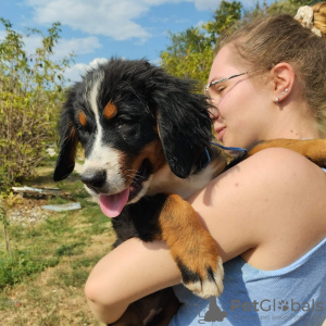 Foto №3. Bernese mountain dog puppies. Serbien