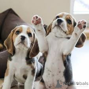 Foto №3. Beagle-Welpen zu verkaufen. Österreich
