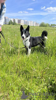 Foto №1. mischlingshund - zum Verkauf in der Stadt Minsk | Frei | Ankündigung № 103499