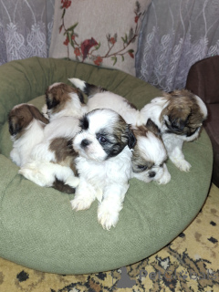 Foto №1. lhasa apso, malteser, maltipu, pommersche spitz, pudel (zwerg), finnischer spitz, shih tzu - zum Verkauf in der Stadt Riga | 700€ | Ankündigung № 167392