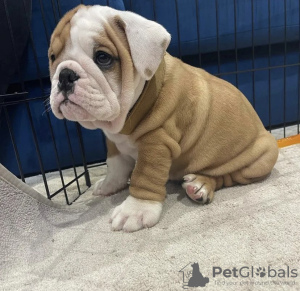 Foto №2 zu Ankündigung № 116761 zu verkaufen englische bulldogge - einkaufen Island quotient 	ankündigung