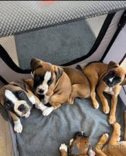 Foto №1. deutscher boxer - zum Verkauf in der Stadt Brüssel | 850€ | Ankündigung № 166583