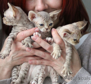 Foto №1. devon rex - zum Verkauf in der Stadt Danzig | verhandelt | Ankündigung № 171380