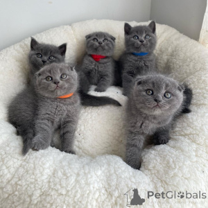 Foto №2 zu Ankündigung № 168557 zu verkaufen schottische faltohrkatze - einkaufen Luxemburg quotient 	ankündigung