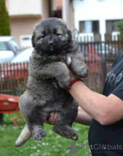 Foto №3. Kaukasische Schäferhundwelpen. Serbien