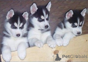 Foto №1. siberian husky - zum Verkauf in der Stadt Charleroi | 388€ | Ankündigung № 171081