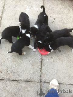 Foto №2 zu Ankündigung № 172829 zu verkaufen border collie - einkaufen Tschechische Republik quotient 	ankündigung, züchter