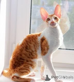Foto №3. Registrierte Cornish Rex Kätzchen. Norwegen