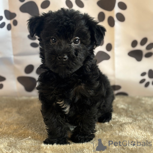 Foto №4. Ich werde verkaufen yorkshire terrier in der Stadt New York. quotient 	ankündigung - preis - 484€