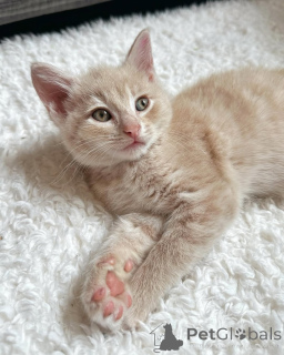 Foto №2 zu Ankündigung № 150627 zu verkaufen hauskatze - einkaufen Deutschland aus dem tierheim, züchter