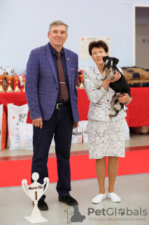 Foto №2 zu Ankündigung № 112551 zu verkaufen schnauzer - einkaufen Russische Föderation züchter