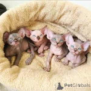 Foto №1. sphynx cat - zum Verkauf in der Stadt Helsinki | 580€ | Ankündigung № 164667