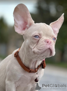 Foto №4. Ich werde verkaufen französische bulldogge in der Stadt Сивац. züchter - preis - verhandelt