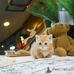 Foto №3. schöne Munchkin-Kätzchen. Tschechische Republik