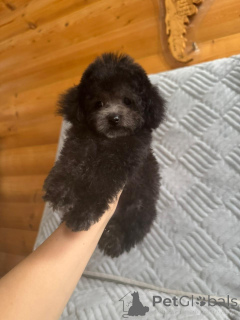 Zusätzliche Fotos: Teddypudel China Minigröße