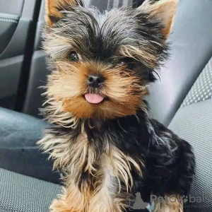 Foto №2 zu Ankündigung № 123175 zu verkaufen yorkshire terrier - einkaufen Finnland 