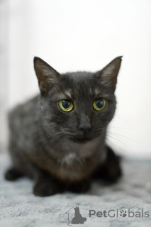 Foto №3. Athene ist eine Katze von seltener Schönheit, wie aus Nacht und Silber gewebt.. Russische Föderation