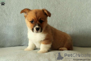 Foto №2 zu Ankündigung № 63548 zu verkaufen welsh corgi - einkaufen Griechenland 