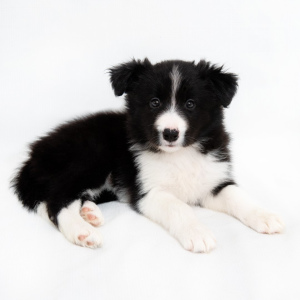 Foto №2 zu Ankündigung № 5296 zu verkaufen border collie - einkaufen Russische Föderation züchter