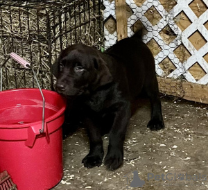 Foto №1. labrador retriever - zum Verkauf in der Stadt Nürnberg | 400€ | Ankündigung № 56604