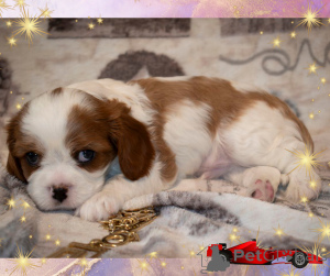 Foto №3. Kavalierkönig Charles Spaniel - Junge. Weißrussland