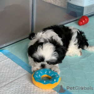 Foto №2 zu Ankündigung № 140722 zu verkaufen shih tzu - einkaufen Deutschland züchter
