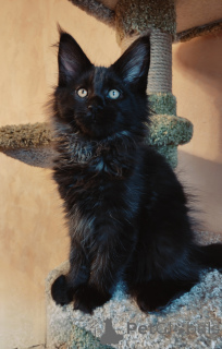 Foto №1. maine-coon-katze - zum Verkauf in der Stadt St. Petersburg | 970€ | Ankündigung № 176887