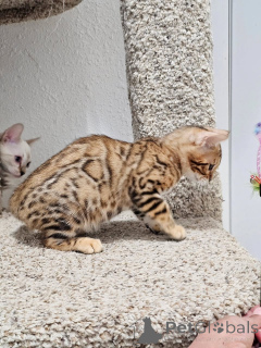 Foto №1. bengal katzenrasse - zum Verkauf in der Stadt Hamburg | verhandelt | Ankündigung № 177050