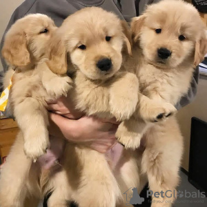 Foto №1. golden retriever - zum Verkauf in der Stadt Cochem | 400€ | Ankündigung № 121961