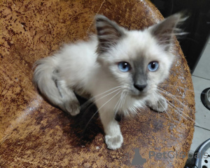 Foto №1. birma-katze - zum Verkauf in der Stadt Hagen | 350€ | Ankündigung № 177546