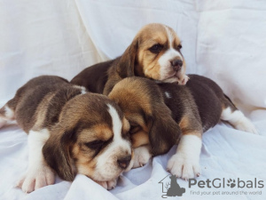 Foto №3. Beagle. Serbien