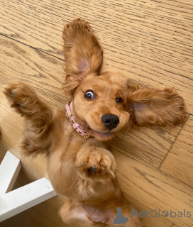 Foto №4. Ich werde verkaufen english cocker spaniel in der Stadt Andelst. züchter - preis - verhandelt