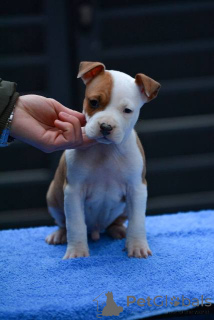 Foto №3. American Staffordshire Terrier Welpen. Serbien