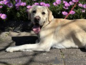 Foto №3. Männlicher Labrador Retriever 3 Jahre und 7 Monate alt. USA