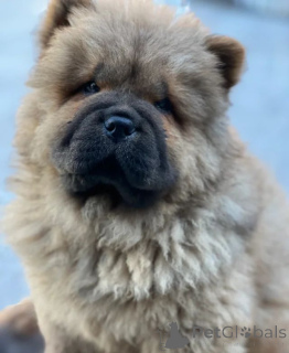 Foto №3. Wunderschöne Chow-Chow-Welpen. Tschechische Republik
