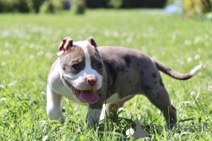 Foto №3. American bools xl. Russische Föderation