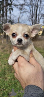 Foto №2 zu Ankündigung № 130815 zu verkaufen chihuahua - einkaufen Serbien 
