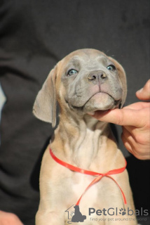 Foto №3. Cane Corso welpen. Serbien