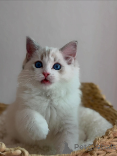 Foto №2 zu Ankündigung № 170644 zu verkaufen ragdoll-katze - einkaufen Niederlande züchter