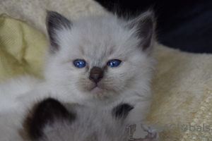 Foto №2 zu Ankündigung № 121905 zu verkaufen ragdoll-katze - einkaufen Spanien quotient 	ankündigung, züchter