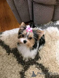 Foto №3. Yorkie Welpen zur Adoption. Großbritannien