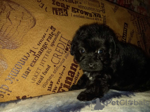 Foto №2 zu Ankündigung № 8777 zu verkaufen  - einkaufen Ukraine quotient 	ankündigung