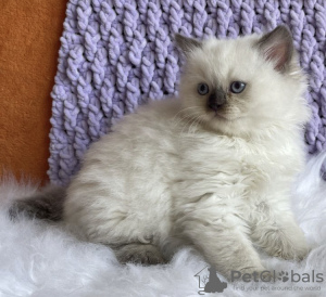 Foto №2 zu Ankündigung № 104312 zu verkaufen ragdoll-katze - einkaufen USA quotient 	ankündigung