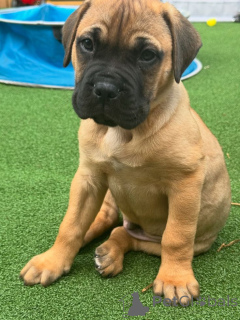 Foto №3. Ca de Bou. Deutschland