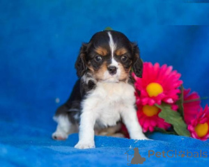 Foto №2 zu Ankündigung № 136920 zu verkaufen cavalier king charles spaniel - einkaufen Schweiz züchter