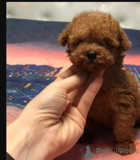 Foto №1.  - zum Verkauf in der Stadt Calgary | 581€ | Ankündigung № 164607