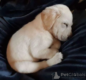 Foto №3. GOLDEN RETRIEVER LABRADOR WELPE. Spanien