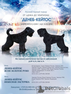 Foto №1. russischer schwarzer terrier - zum Verkauf in der Stadt Irkutsk | verhandelt | Ankündigung № 9203